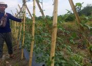 Kembangkan Lahan Bekas Tambang Jadi Kawasan Agroforestri, PT Timah Bersama Kelompok Tani Pemuda Harapan Desa Belo Laut Tanam Pohon Buah-buahan