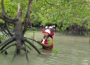 Rutin Lakukan Pemantauan Bioata Laut, Komitmen PT Timah Menjaga Keseimbangan Ekosistem Pesisir