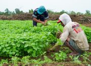 Farm Estate Tanjung Ular PT Timah, Manfaatkan Lahan Untuk Dukung Asta Cita