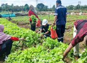 Tidak Hanya Dukung Ketahanan Pangan, Farm Estate Tanjung Ular Ciptakan Kesempatan Kerja bagi Masyarakat