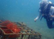 Menjaga Ekositem Pesisir, PT Timah Tenggelamkan Ribuan Artificial Reef dalam Lima Tahun Terakhir
