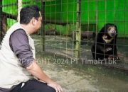 Tambang Timah Ilegal Merajalela di Babel Ancam Ekosistem Satwa Endemik