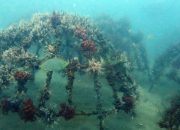 Artificial Reef PT Timah di Rambak Berhasil Menjadi Karang Alami