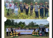 Kolaborasi PT Timah dan Petani Badau Ubah Lahan Bekas Tambang Jadi Kebun Nanas Produktif