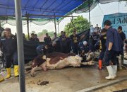 Iduladha 1446 H Penuh Makna, Pj Wali Kota Serahkan Sapi Kurban dari Presiden di Masjid Agung Kubah Timah