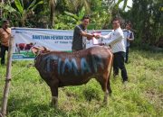 Jelang Iduladha 1446 H, PT Timah Salurkan Hewan Kurban hingga ke Pulau Terpencil di Riau