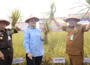 Panen Raya 70 Hektar di Bangka Selatan, Gubernur Hidayat Dorong Swasembada Pangan Babel