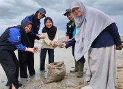 UBB Tebar Setengah Ton Benih Kerang Darah untuk Rehabilitasi Pesisir Terdampak Tambang Timah