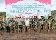 Panen Raya Jagung Serentak, Pemprov Babel dan Polda Perkuat Program Swasembada Pangan Nasional