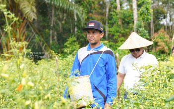 Sinergi untuk Wujudkan Ketahanan Pangan, PT TIMAH Optimalkan Potensi Pertanian Lokal dengan Lakukan Hal Ini