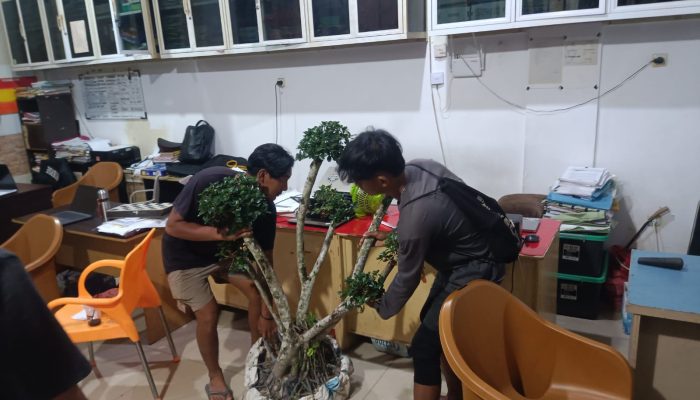Polresta Pangkalpinang Tangkap Pelaku Pencurian Bonsai, Kerugian Korban Capai Rp40 Juta