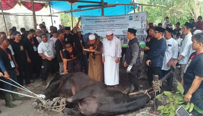 Wali Kota Udin Hadiri Penyembelihan Bantuan Sapi APBN di Ketapang
