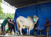 Hangatnya Kebersamaan Idul Adha di Komplek PT TIMAH, Ribuan Paket Daging Dibagikan untuk Warga