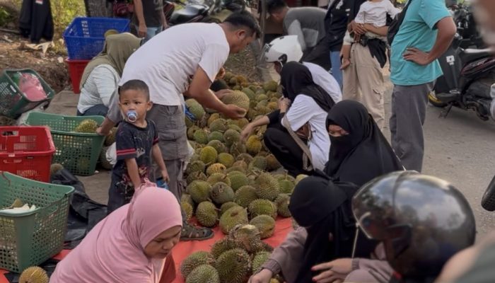 Kontes Durian Lokal Babel 2026 Jadi Strategi Pemprov Dorong Ekonomi Masyarakat dan Lestarikan Varietas Unggulan