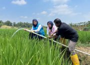 Listrik PLN Pangkas Biaya Irigasi, Petani di Bekasi Bisa Tanam Tiga Kali Setahun