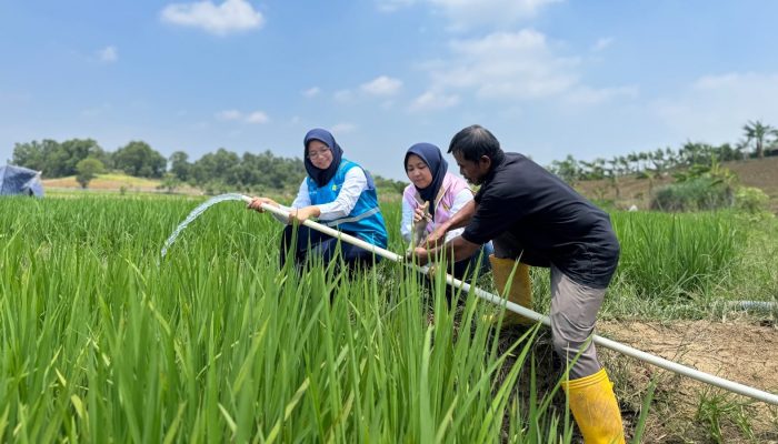Listrik PLN Pangkas Biaya Irigasi, Petani di Bekasi Bisa Tanam Tiga Kali Setahun