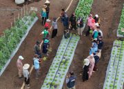UBB Dampingi Petani Batu Betumpang Tingkatkan Mutu Hortikultura dan Perluas Akses Pasar
