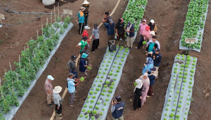 UBB Dampingi Petani Batu Betumpang Tingkatkan Mutu Hortikultura dan Perluas Akses Pasar