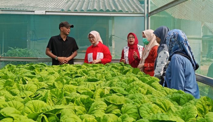 Dessy Ayutrisna Dorong KWT di Pangkalpinang Kembangkan Pertanian Produktif dan Bernilai Ekonomi
