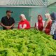 Dessy Ayutrisna Dorong KWT di Pangkalpinang Kembangkan Pertanian Produktif dan Bernilai Ekonomi